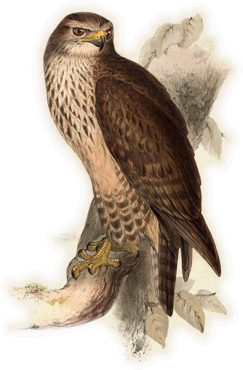 Common Buzzard