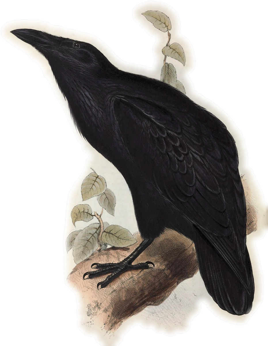 Common Raven