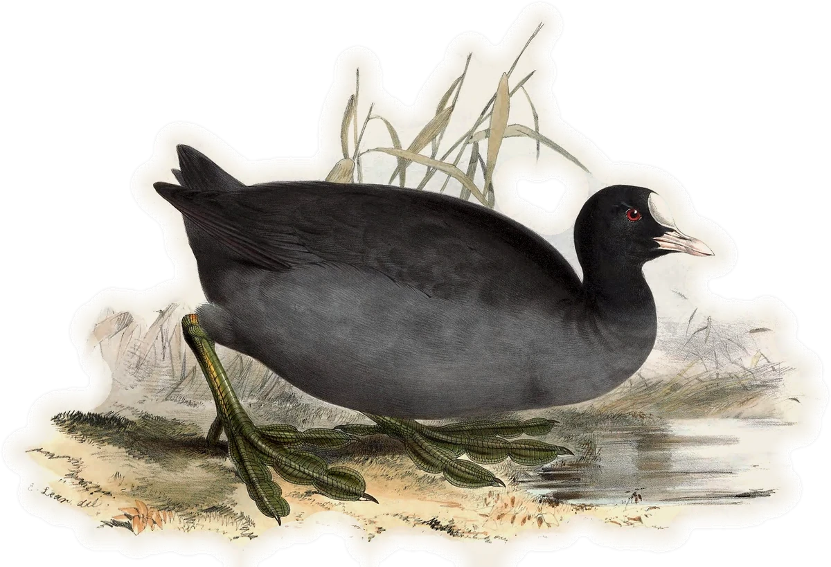 Eurasian Coot