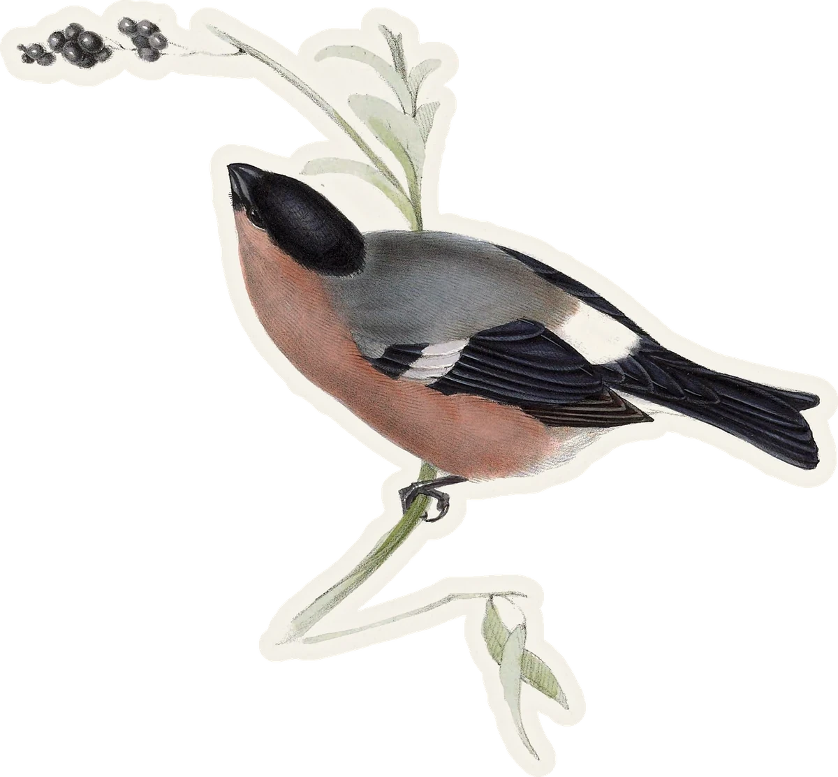 Eurasian Bullfinch