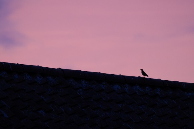 Bird Image