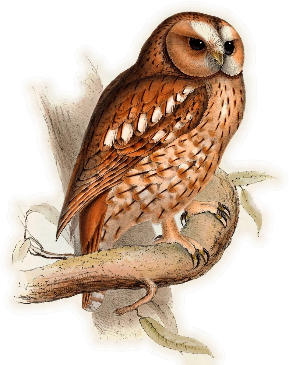 Tawny Owl