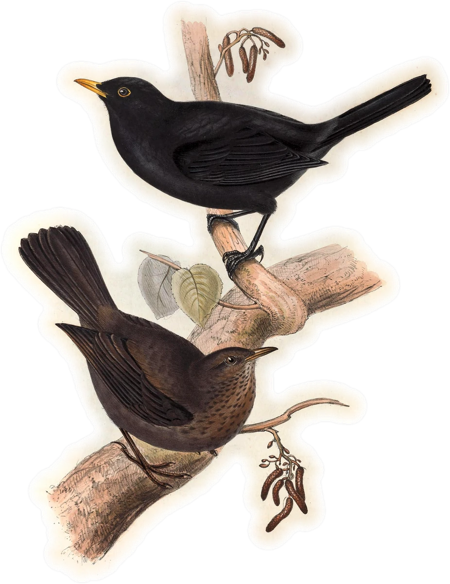 Eurasian Blackbird