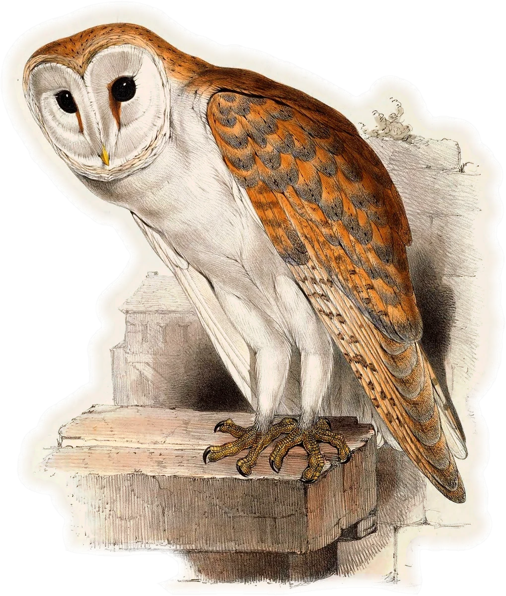 American Barn Owl