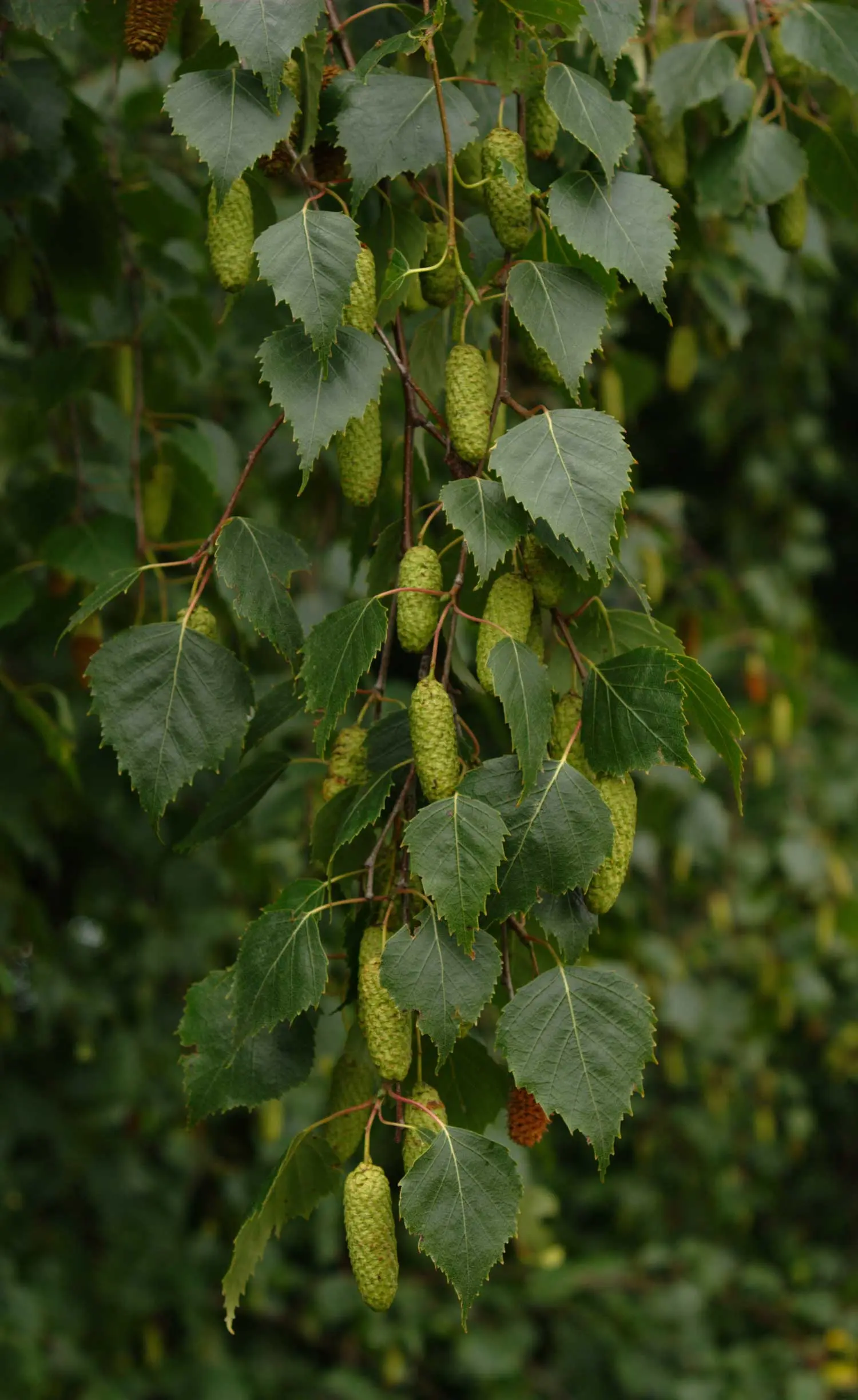 Betula Pendula - Silver Birch