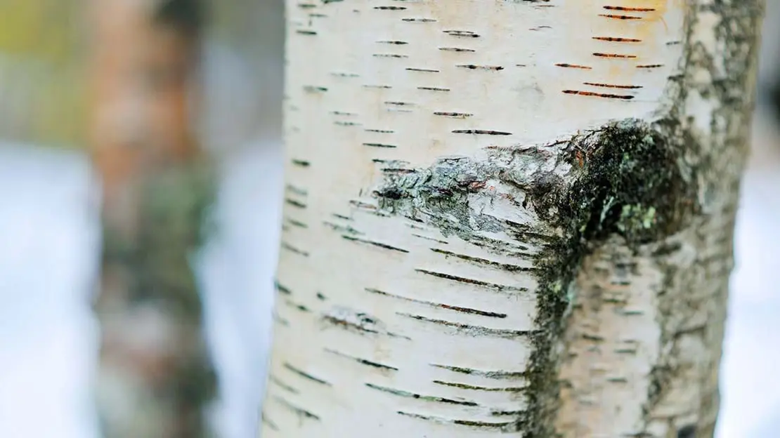Betula Pendula - Silver Birch
