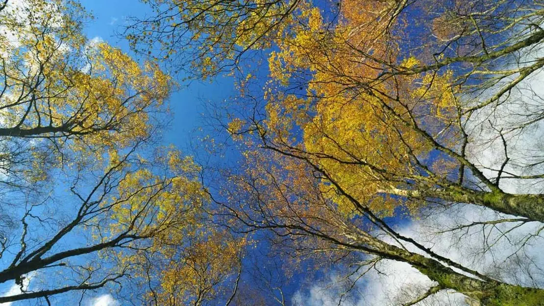 Betula Pendula - Silver Birch
