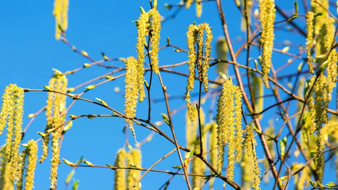 Betula Pendula - Silver Birch