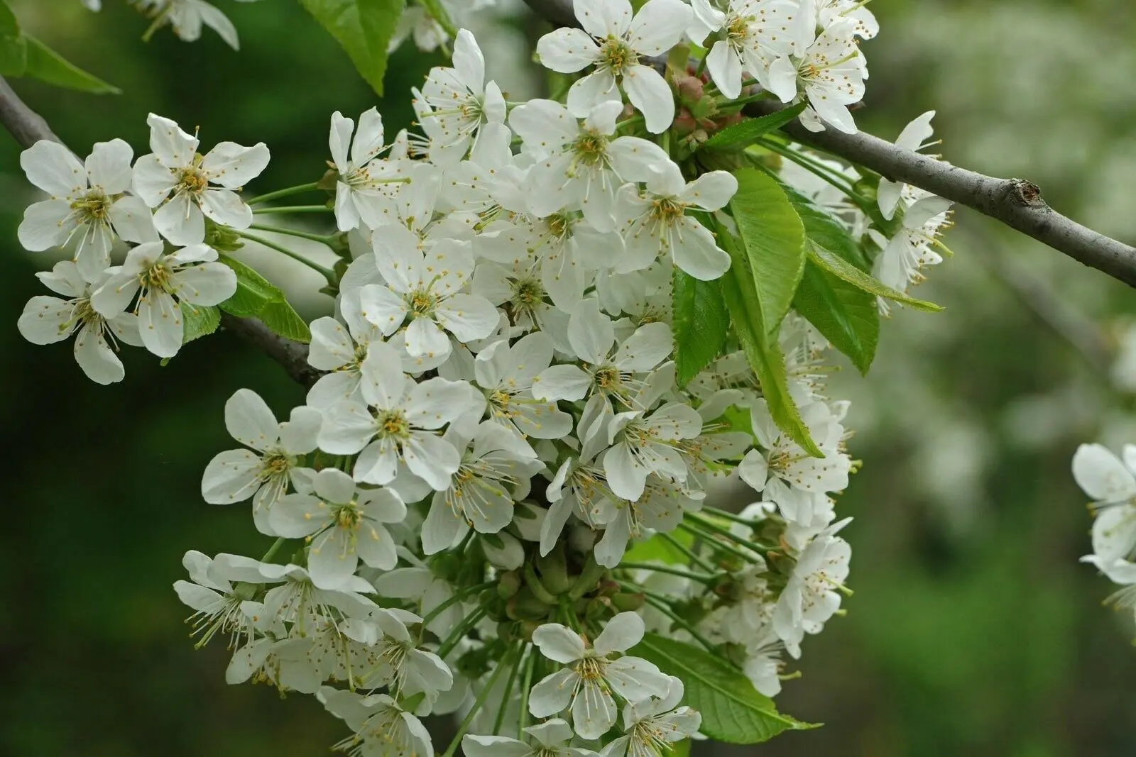 Wild Cherry - Prunus Avium