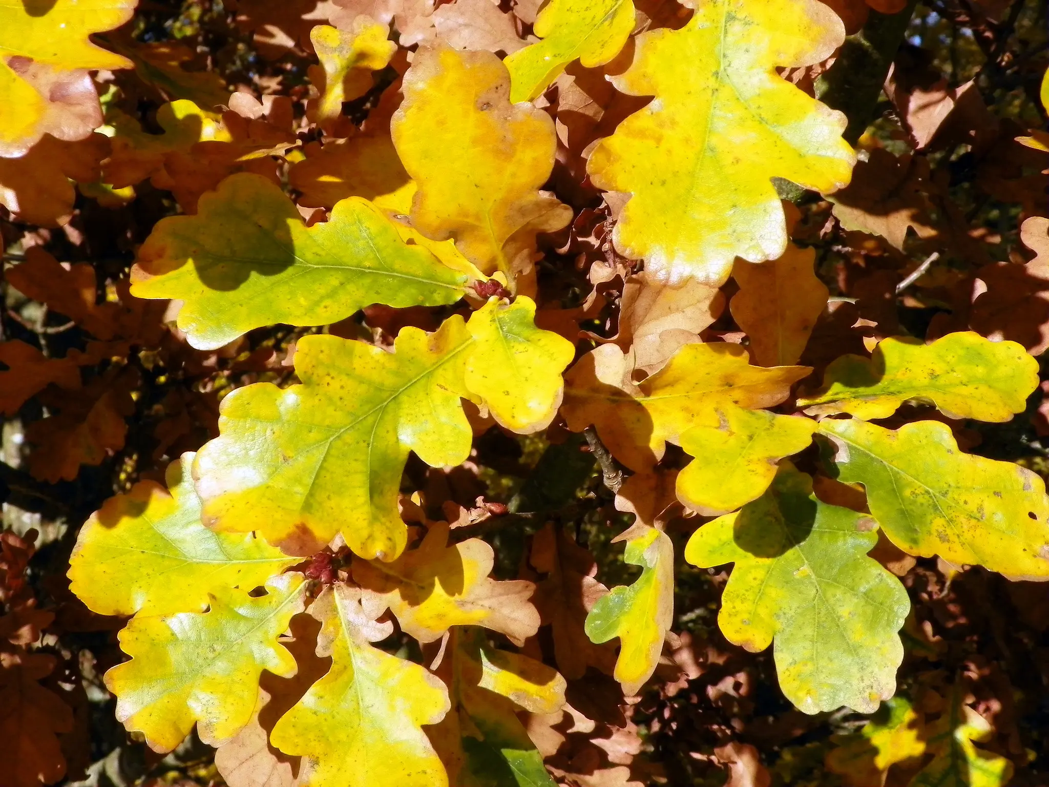 Oak Tree