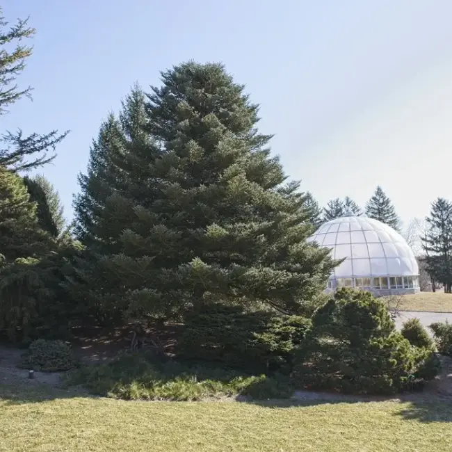 Abies koreana - Korean Fir