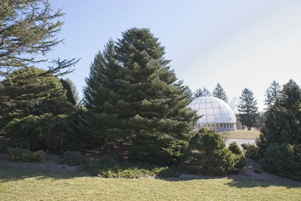 Abies koreana - Korean Fir