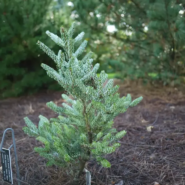 Abies koreana - Korean Fir