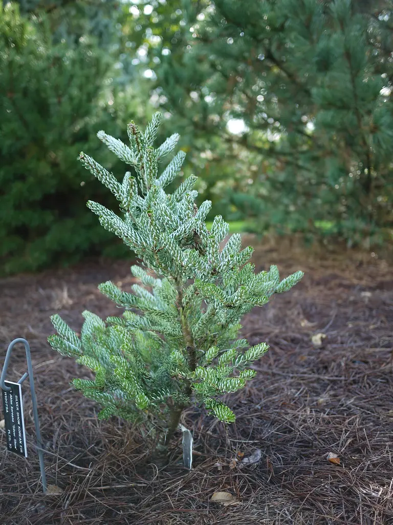 Abies koreana - Korean Fir
