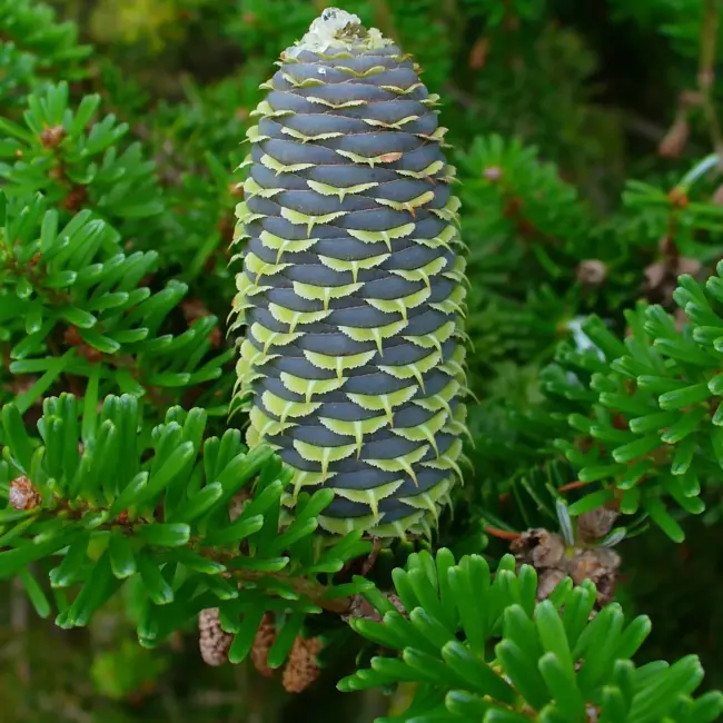 Abies koreana - Korean Fir