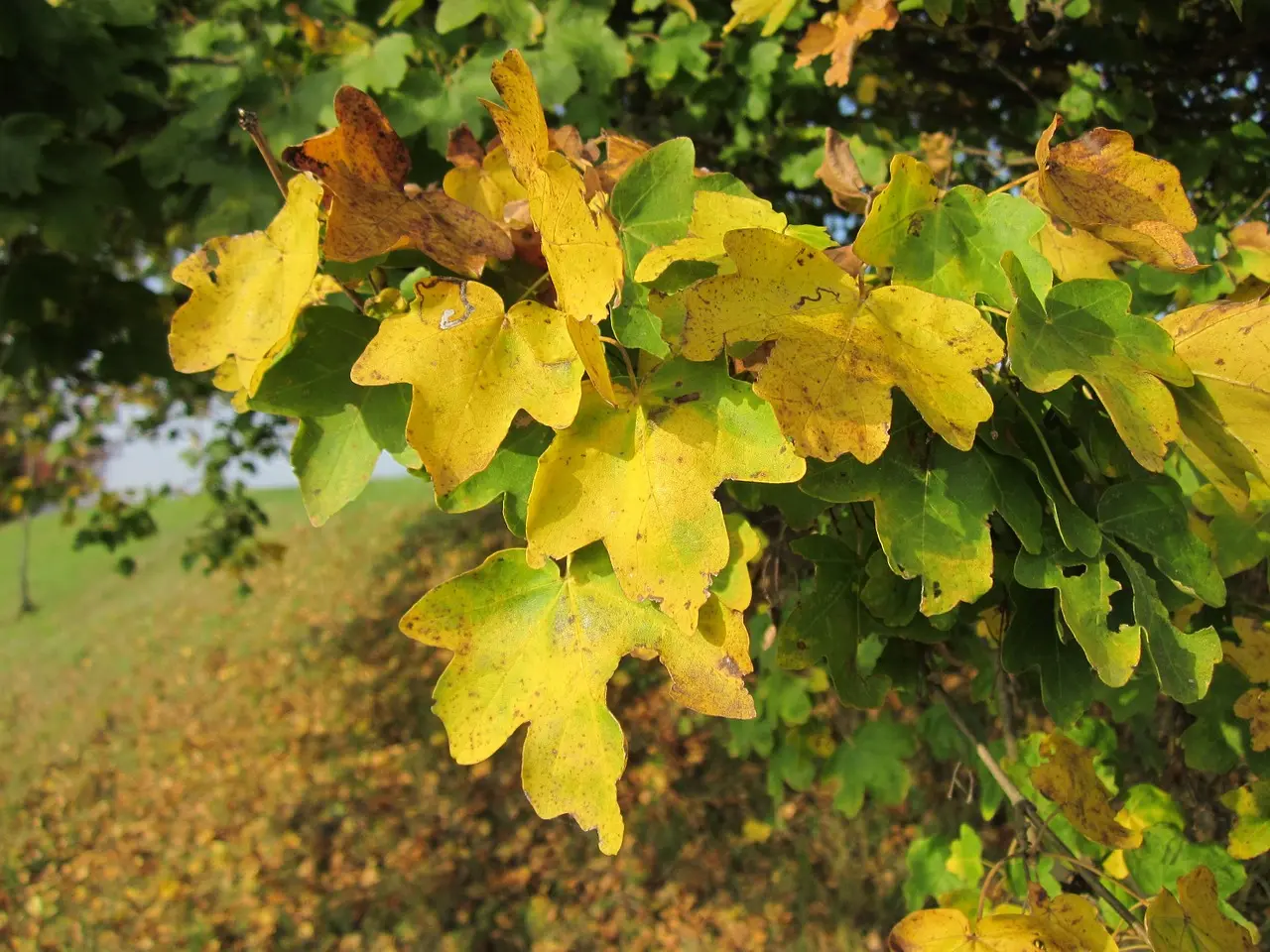 Acer campestre - Field Maple