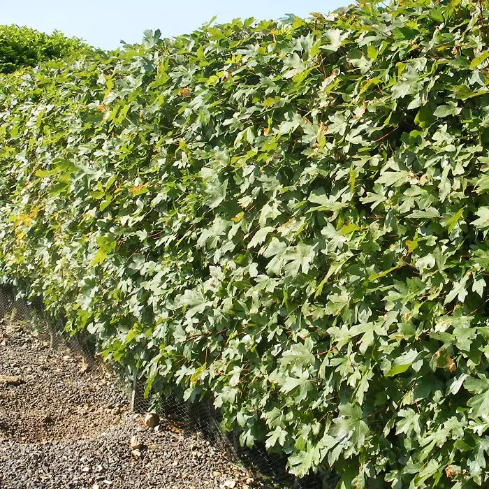 Acer campestre - Field Maple