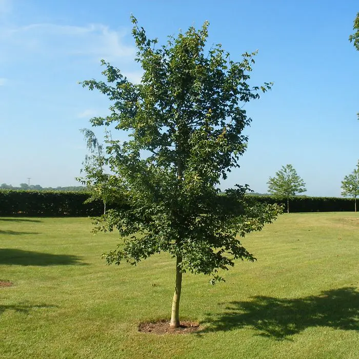 Acer campestre - Field Maple