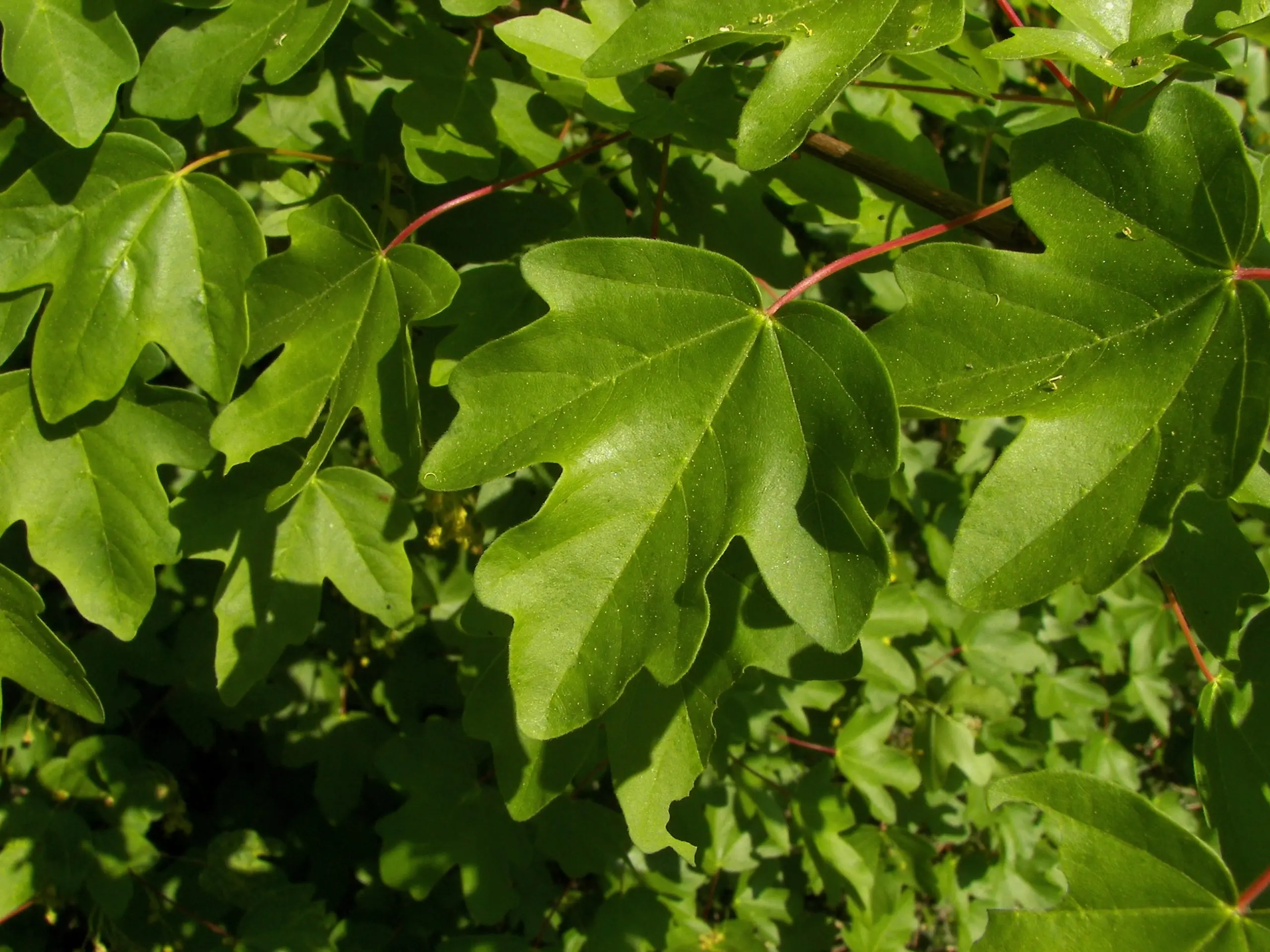 Acer campestre - Field Maple