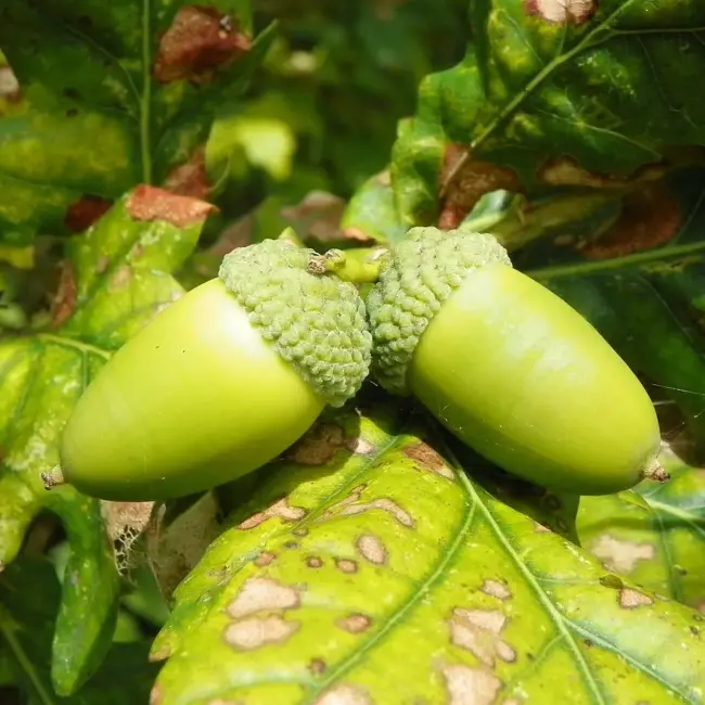 Oak Tree Acorns