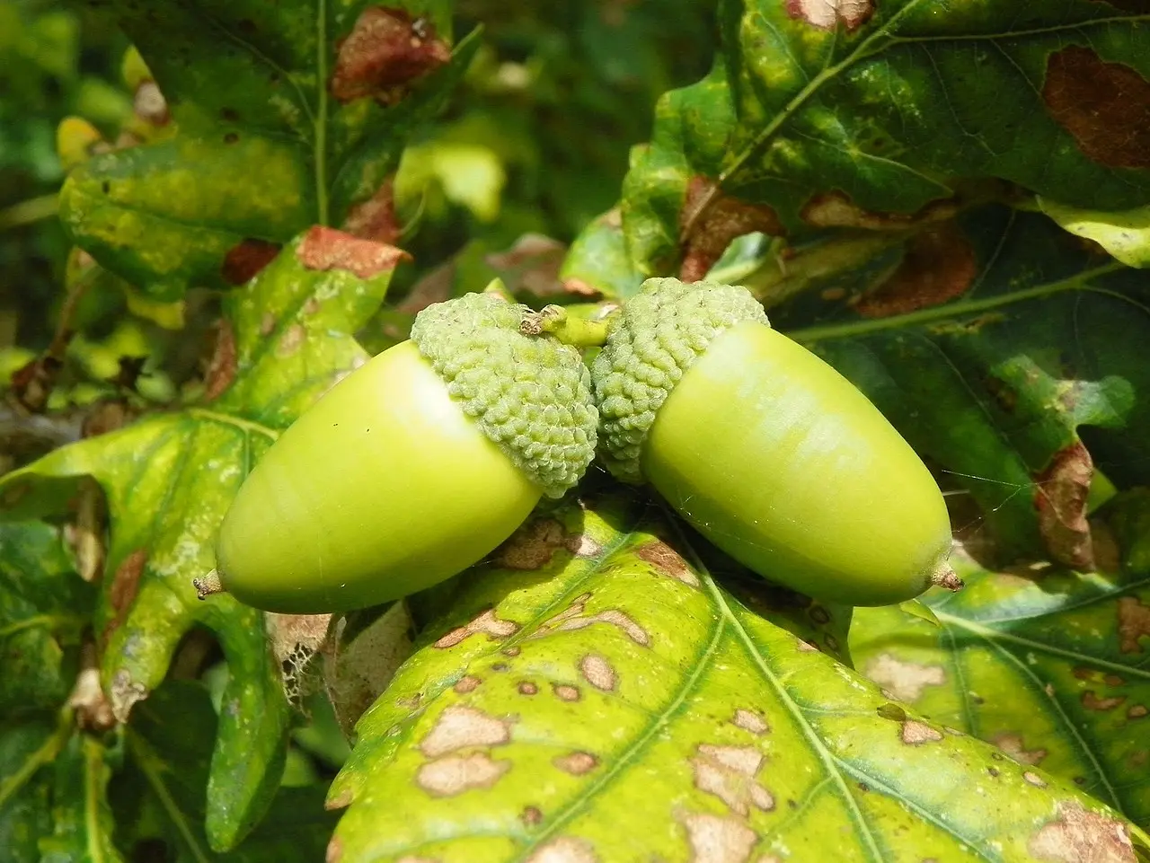 Oak Tree Acorns
