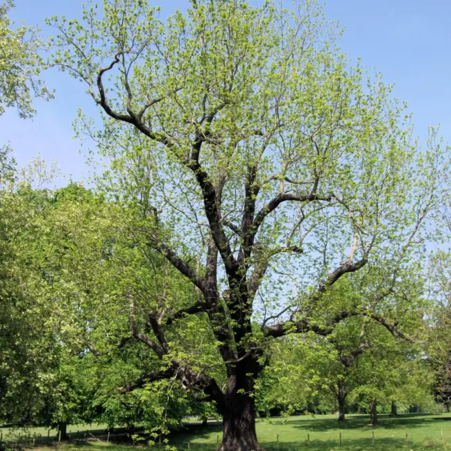 Black Walnut / Juglans nigra