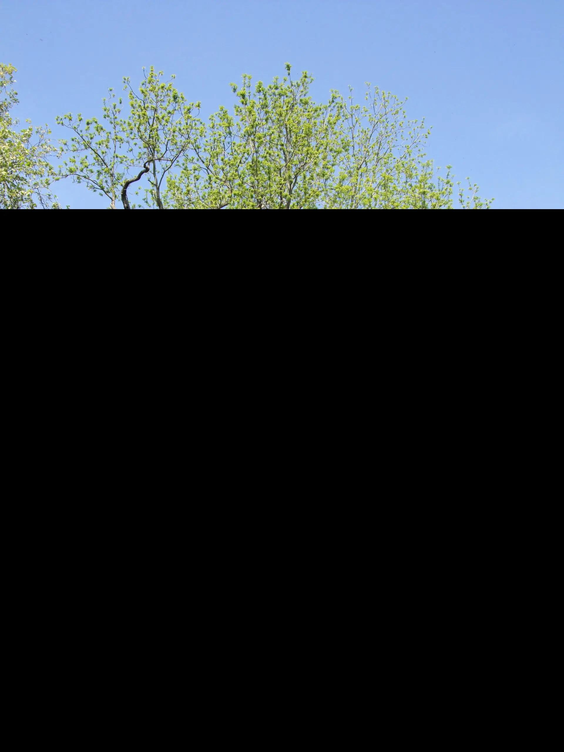 Black Walnut / Juglans nigra