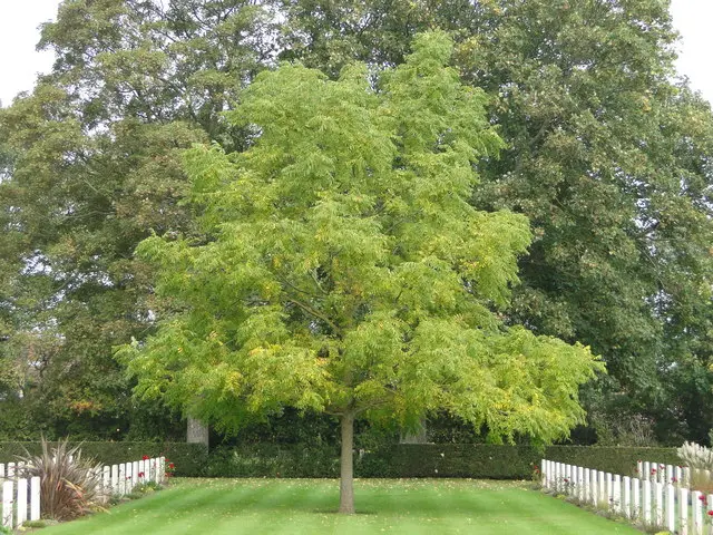 Black Walnut / Juglans nigra