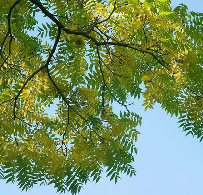 Black Walnut / Juglans nigra