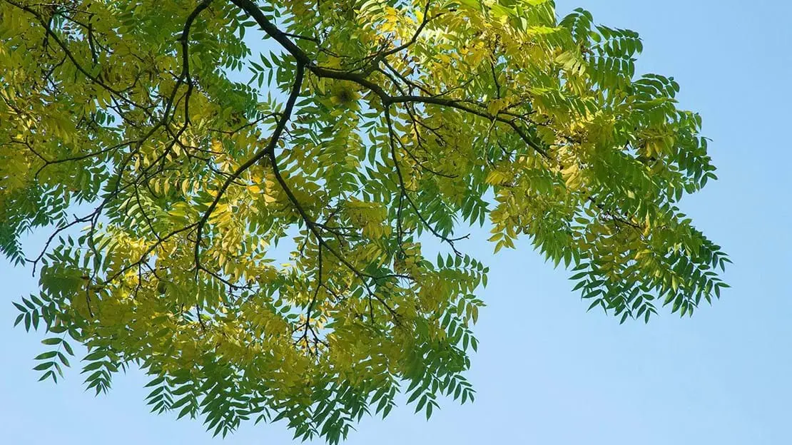 Black Walnut / Juglans nigra