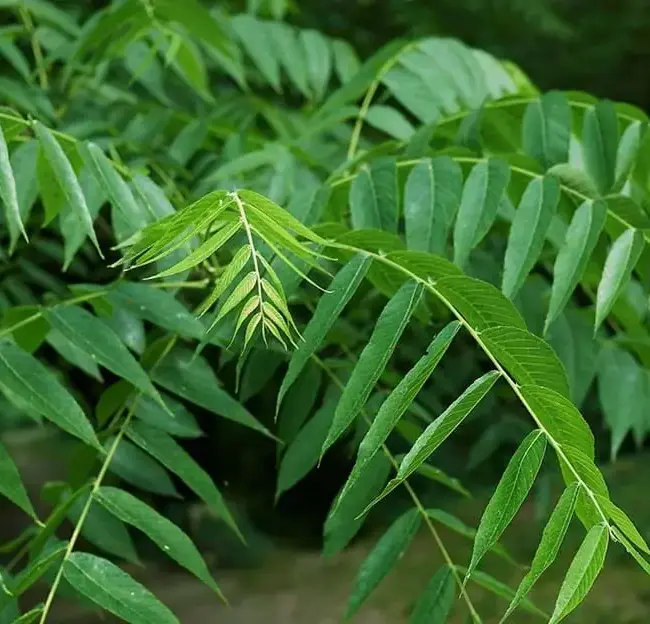 Black Walnut / Juglans nigra