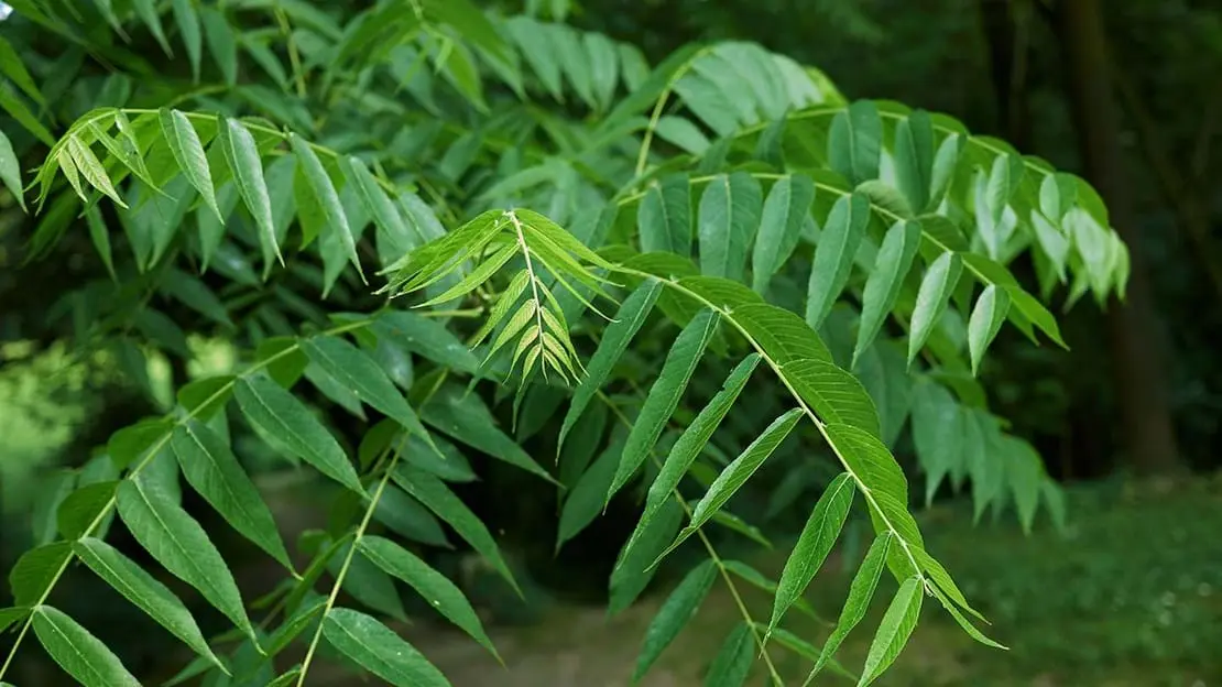 Black Walnut / Juglans nigra
