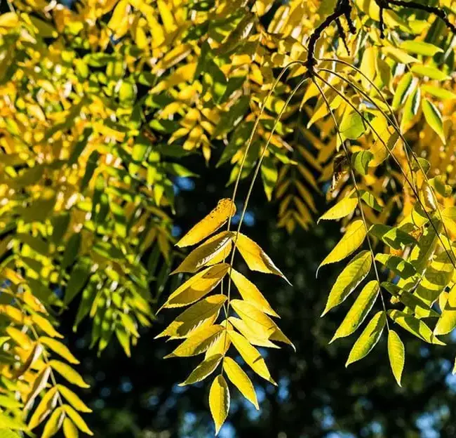Black Walnut / Juglans nigra