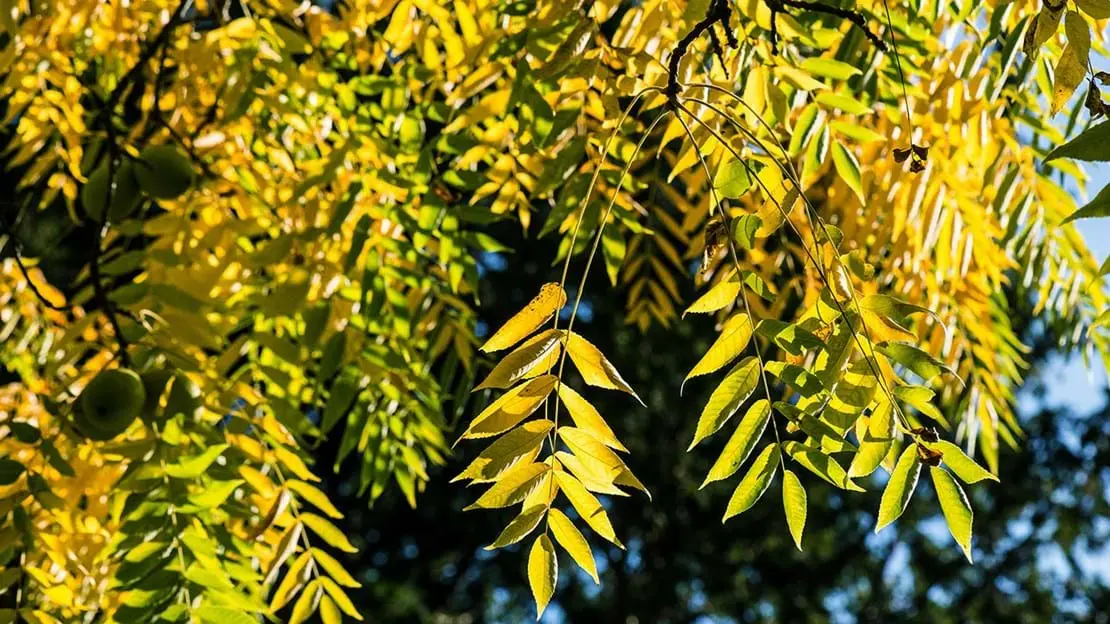 Black Walnut / Juglans nigra