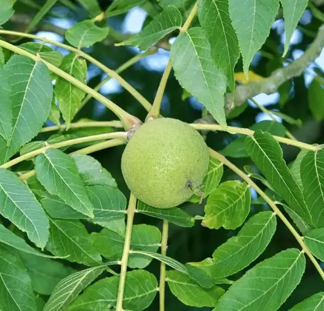 Black Walnut / Juglans nigra