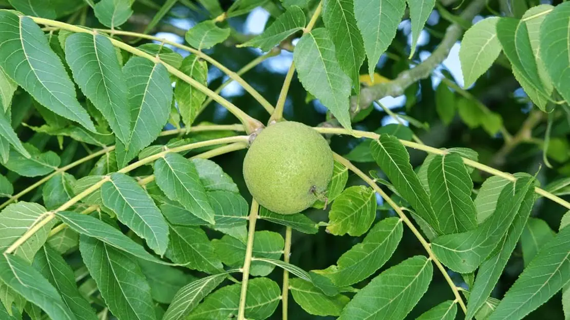 Black Walnut / Juglans nigra