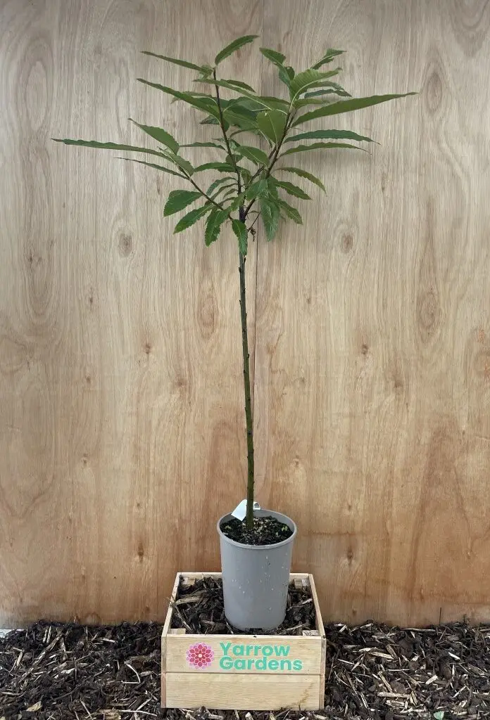 Sweet Chestnut Tree 80/100cm (2L)