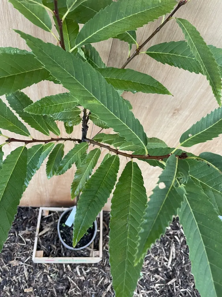 Sweet Chestnut Tree 60/80cm (5L) - Image 2