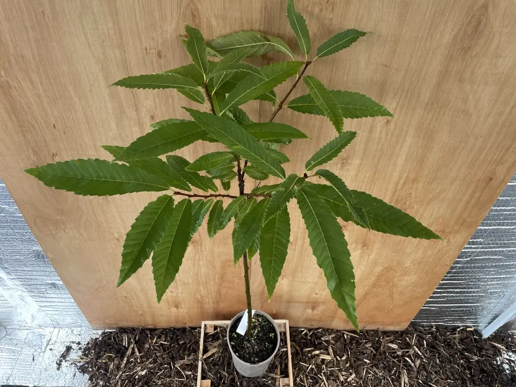 Sweet Chestnut Tree 80/100cm (2L) - Image 2