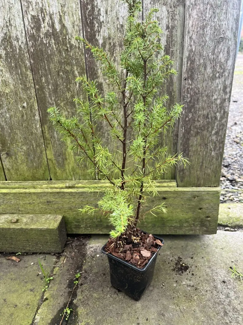 Common Juniper Bush 20/40cm (9cm) - Image 7