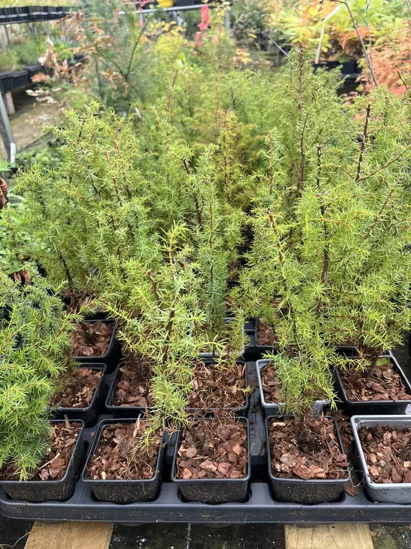 Common Juniper Bush 20/40cm (9cm) - Image 5