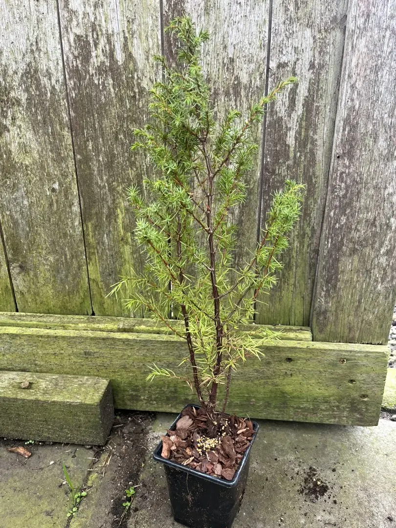 Common Juniper Bush 20/40cm (9cm) - Image 6