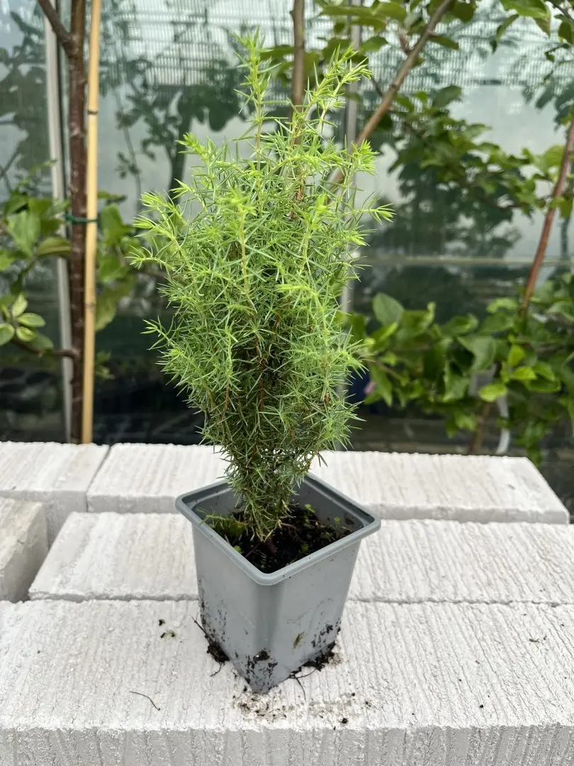 Juniperus communis- Common Juniper Bush 20/40cm (P9)