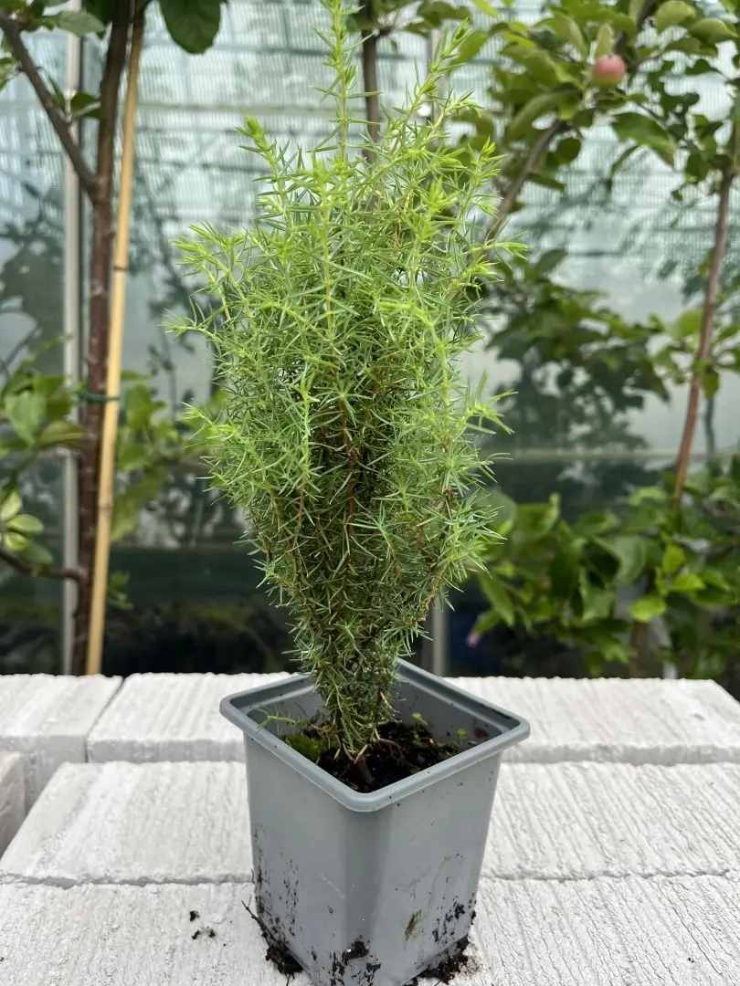 Juniperus communis- Common Juniper Bush 20/40cm (P9)