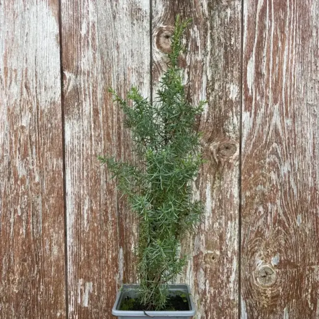Common Juniper Bush 20/40cm (P9)