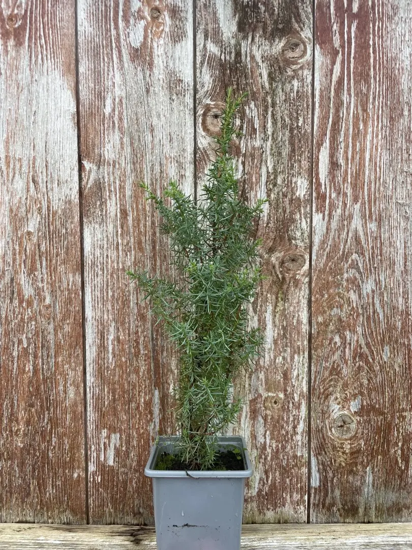 Common Juniper Bush 20/40cm (9cm)
