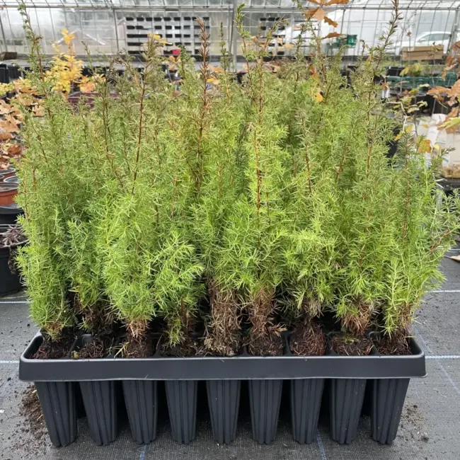 Common Juniper Bush Juniperus communis