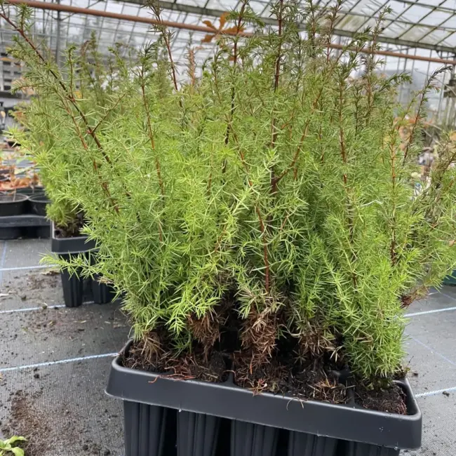 Common Juniper Bush Juniperus communis