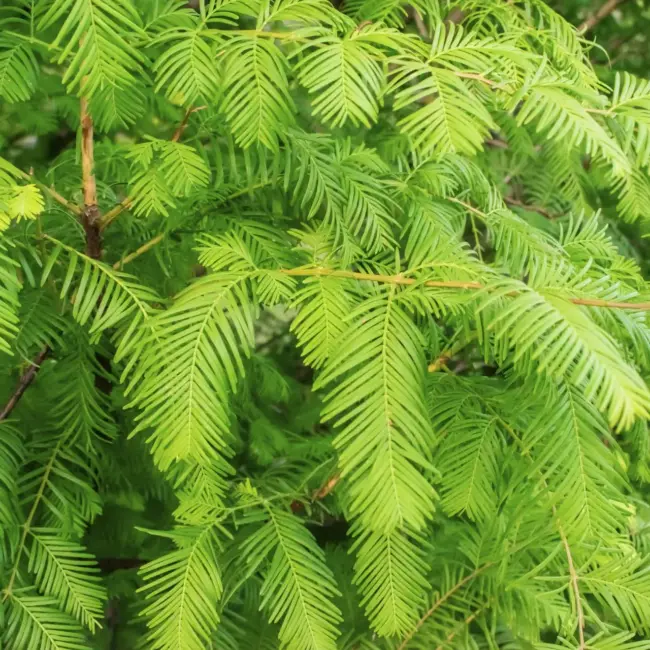 Metasequoia glyptostroboides / Dawn Redwood