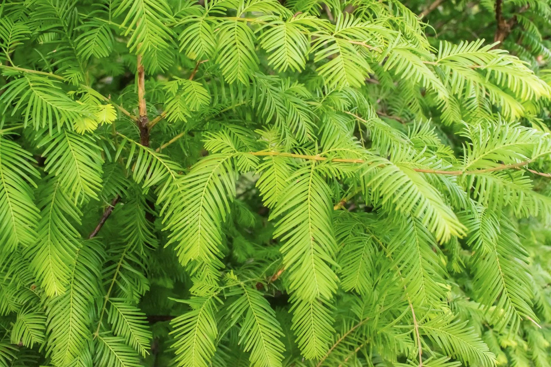 Metasequoia glyptostroboides / Dawn Redwood